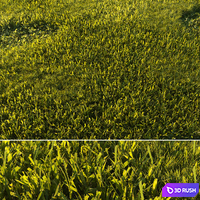 Mowed Lawn 01 3D Model Corona