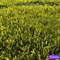 Mowed Lawn 01 3D Model Corona