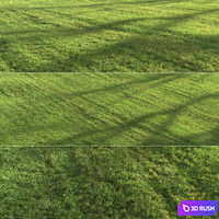 Summer grass 3D Model Corona