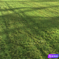 Summer grass 3D Model Corona