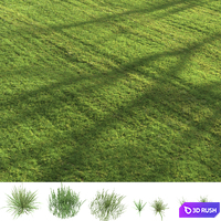 Summer grass 3D Model Corona