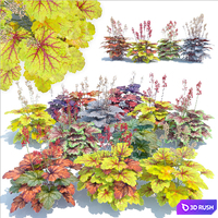 Heuchera 3D Model Vray