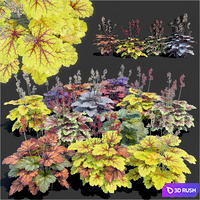 Heuchera 3D Model Vray