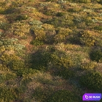 Forest grass 3D Model Corona