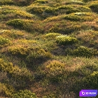 Forest grass 3D Model Corona