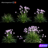 Allium tanguticum_03 3D Model Vray, Corona