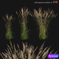 Calamagrostis acutiflora_01 3D Model Vray, Corona