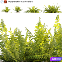 Dryopteris filix-mas - Male fern -01 3D Model Vray, Corona