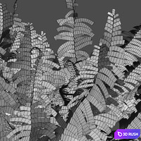 Dryopteris filix-mas - Male fern -01 3D Model Vray, Corona