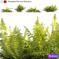 Dryopteris filix-mas - Male fern -02 3D Model Vray, Corona
