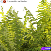 Dryopteris filix-mas - Male fern -02 3D Model Vray, Corona