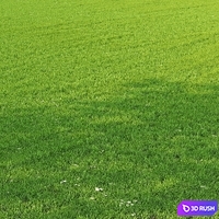 Grass Set GS01 3D Model Corona