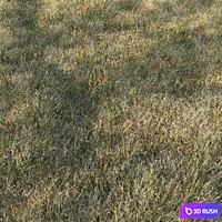 Grass Collection 6 3D Model Corona