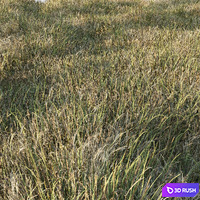 Grass Collection 6 3D Model Corona