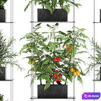 Vertical gardening kitchen garden garden with vegetables, tomatoes, peppers, herbs, lettuce, rosemary. Set 69 3D Model Vray