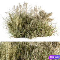 Pampas Bush Dried and Fresh - Bush Set 54 3D Model Vray, Corona