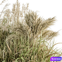 Pampas Bush Dried and Fresh - Bush Set 54 3D Model Vray, Corona