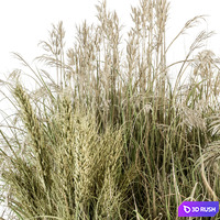 Pampas Bush Dried and Fresh - Bush Set 54 3D Model Vray, Corona