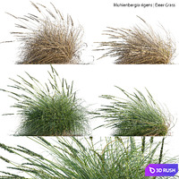 Muhlenbergia rigens - Deer Grass 02