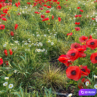 Poppy flower field