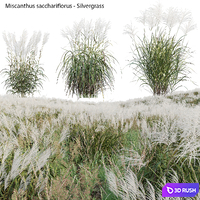 Miscanthus sacchariflorus - Silvergrass 02 3D Model Vray