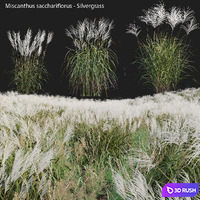 Miscanthus sacchariflorus - Silvergrass 02 3D Model Vray