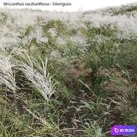 Miscanthus sacchariflorus - Silvergrass 02 3D Model Vray
