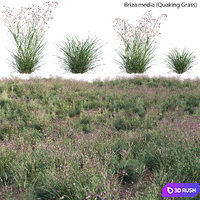Briza media - Quaking Grass 01 3D Model Vray