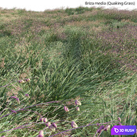 Briza media - Quaking Grass 01 3D Model Vray