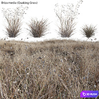 Briza media - Quaking Grass 03 3D Model Vray