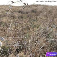 Briza media - Quaking Grass 03 3D Model Vray