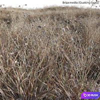 Briza media - Quaking Grass 03 3D Model Vray