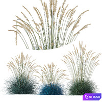 HQ Plants Helictotrichon Sempervirens Pendula Avoine Blue Version2 3D Model Vray, Corona