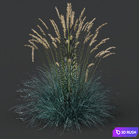 HQ Plants Helictotrichon Sempervirens Pendula Avoine Blue Version2 3D Model Vray, Corona