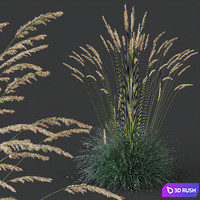 HQ Plants Helictotrichon Sempervirens Pendula Avoine Blue Version2 3D Model Vray, Corona