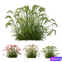 HQ Plants Hordeum Jubatum Foxtail Barley Ornementale Orge Version03 3D Model Vray, Corona