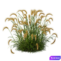 HQ Plants Hordeum Jubatum Foxtail Barley Ornementale Orge Version03 3D Model Vray, Corona