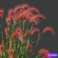HQ Plants Hordeum Jubatum Foxtail Barley Ornementale Orge Version03 3D Model Vray, Corona
