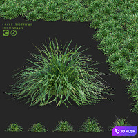 Morrow's sedge | Carex morrowii Irish Green ornamental grass 3D Model Vray, Corona