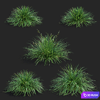 Morrow's sedge | Carex morrowii Irish Green ornamental grass 3D Model Vray, Corona