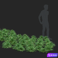 Morrow's sedge | Carex morrowii Irish Green ornamental grass 3D Model Vray, Corona