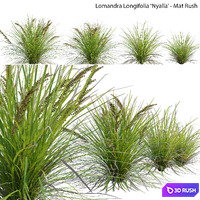 Lomandra Longifolia Nyalla - Mat Rush 3D Model Vray