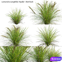 Lomandra Longifolia Nyalla - Mat Rush 3D Model Vray