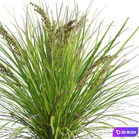 Lomandra Longifolia Nyalla - Mat Rush 3D Model Vray