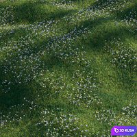 Grass with anemone flowers 3D Model Corona