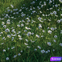 Grass with anemone flowers 3D Model Corona