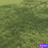 Field grass 02 3D Model Corona