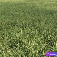 Field grass 02 3D Model Corona
