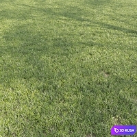 Lawn, cut grass 3D Model Corona