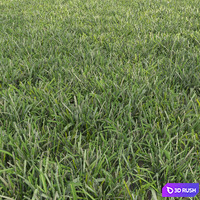 Lawn, cut grass 3D Model Corona